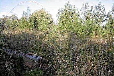 Forestry ordered to clean up Witfontein